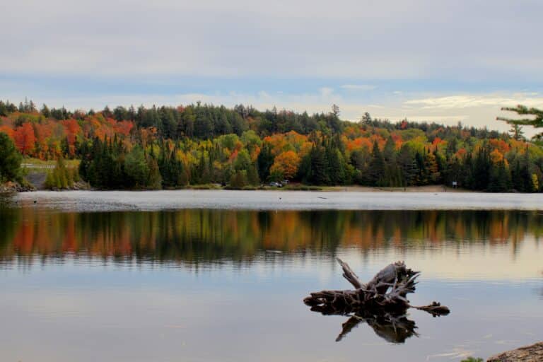 Seelandschaft im Algonquin Provincial Park zum Indian Summer.