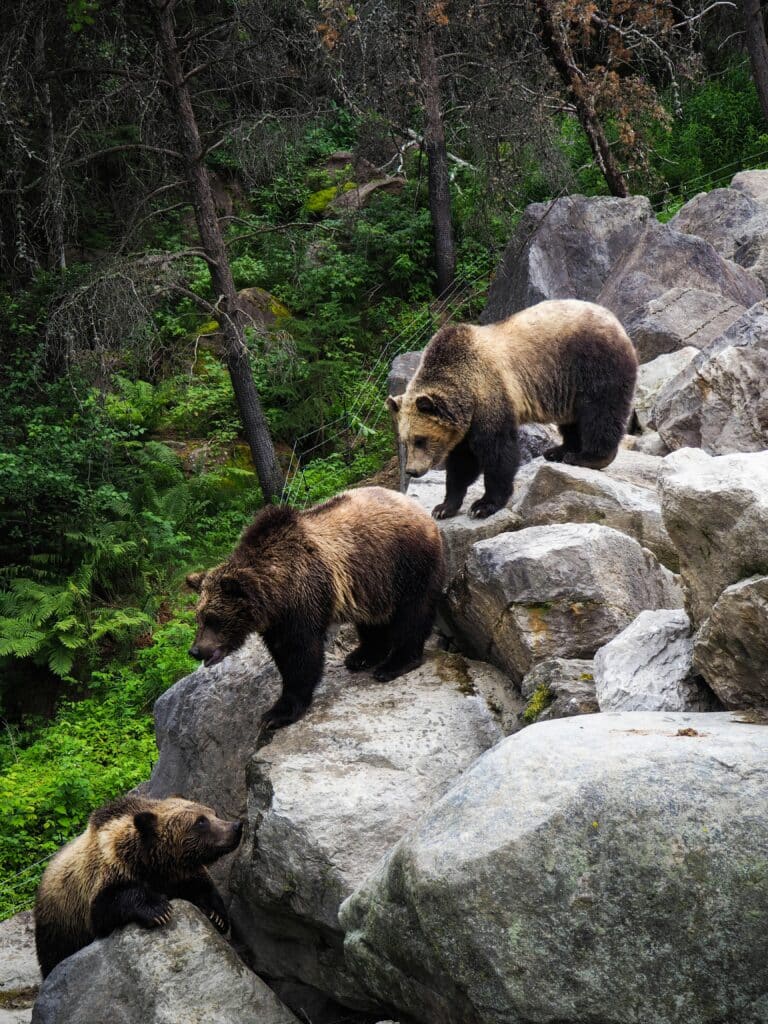 Braunbären auf einem Felsen im Naturschutzgebiet Wildpark Saint-Félicien