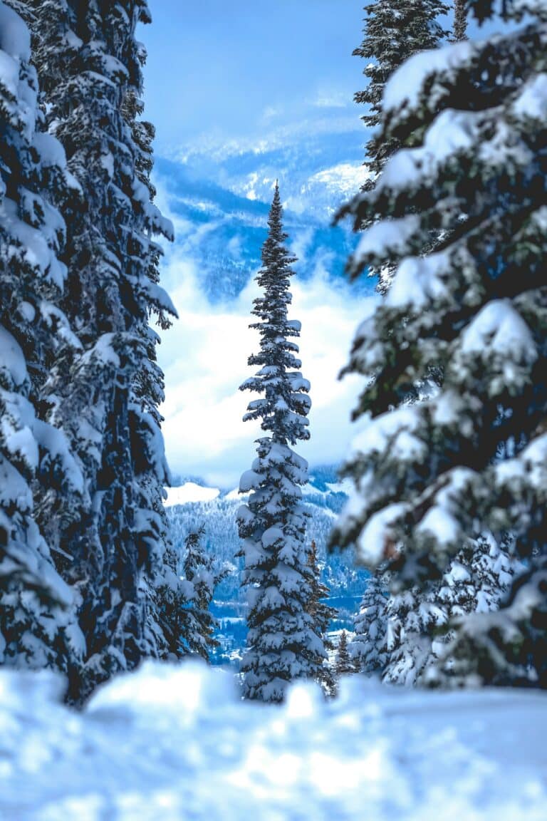 Malerischer, verschneiter Winterwald in Revelstoke, der zwischen den Nadelbäumen den Blick auf das Tal erhaschen lässt